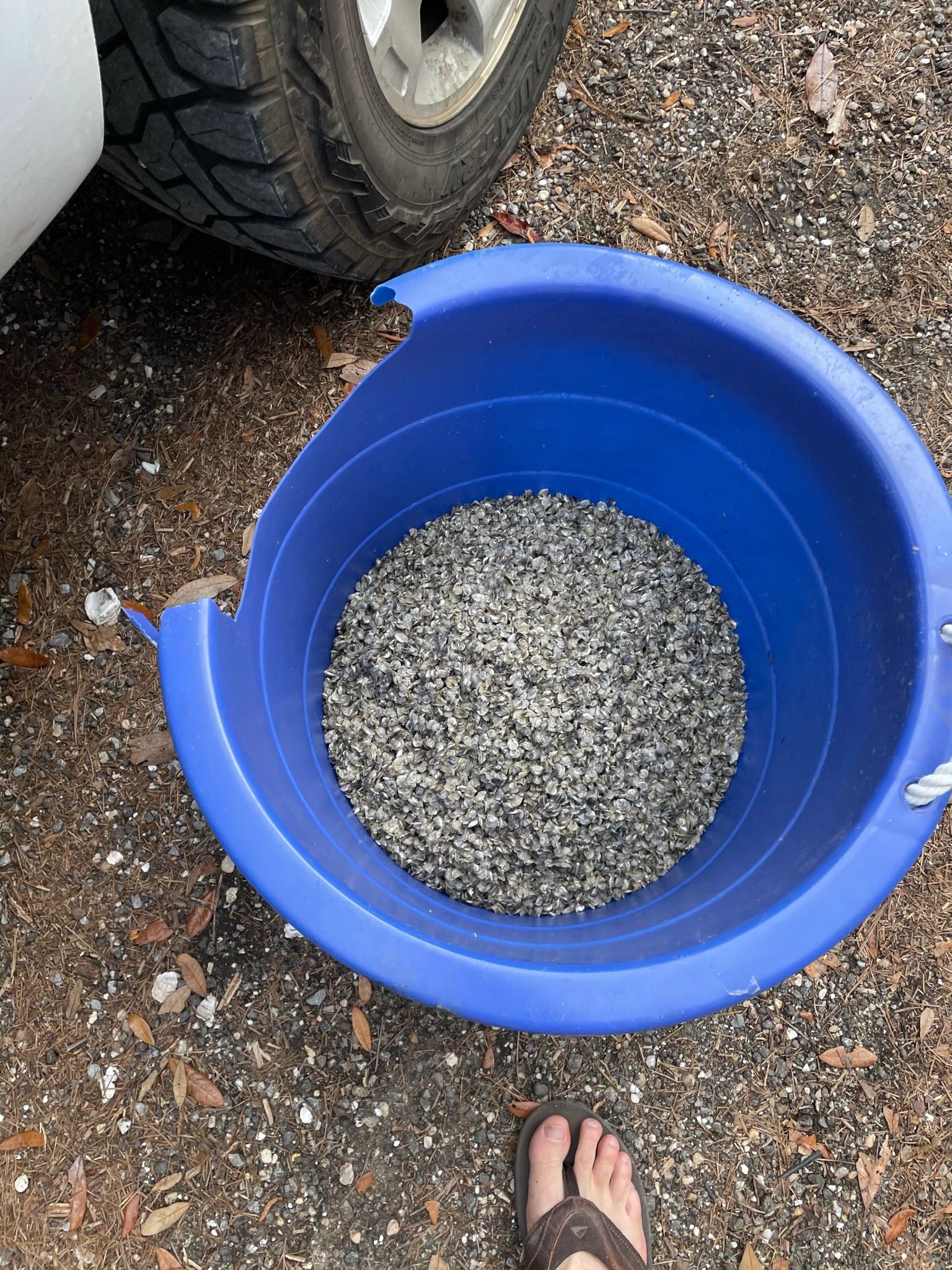 Spat Seed Oysters